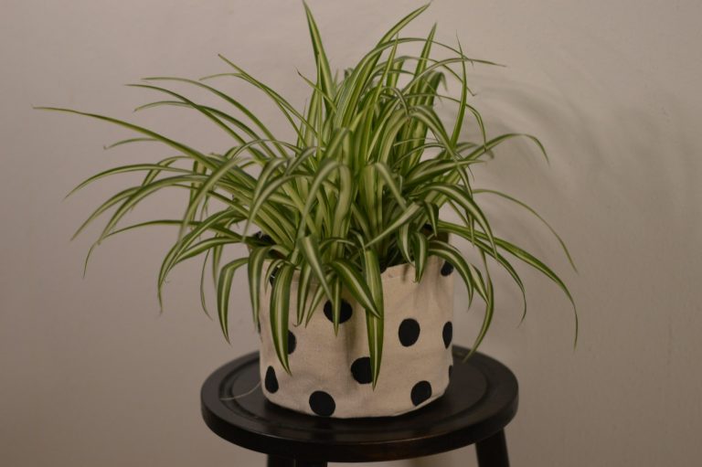 Spider plant in a spotted pot on a wooden stand