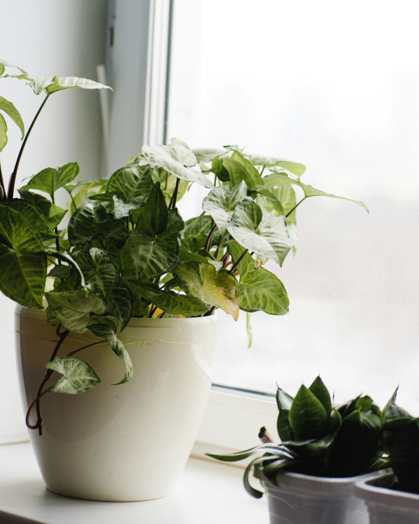 Variegated pothos plant growing beside a sunny window