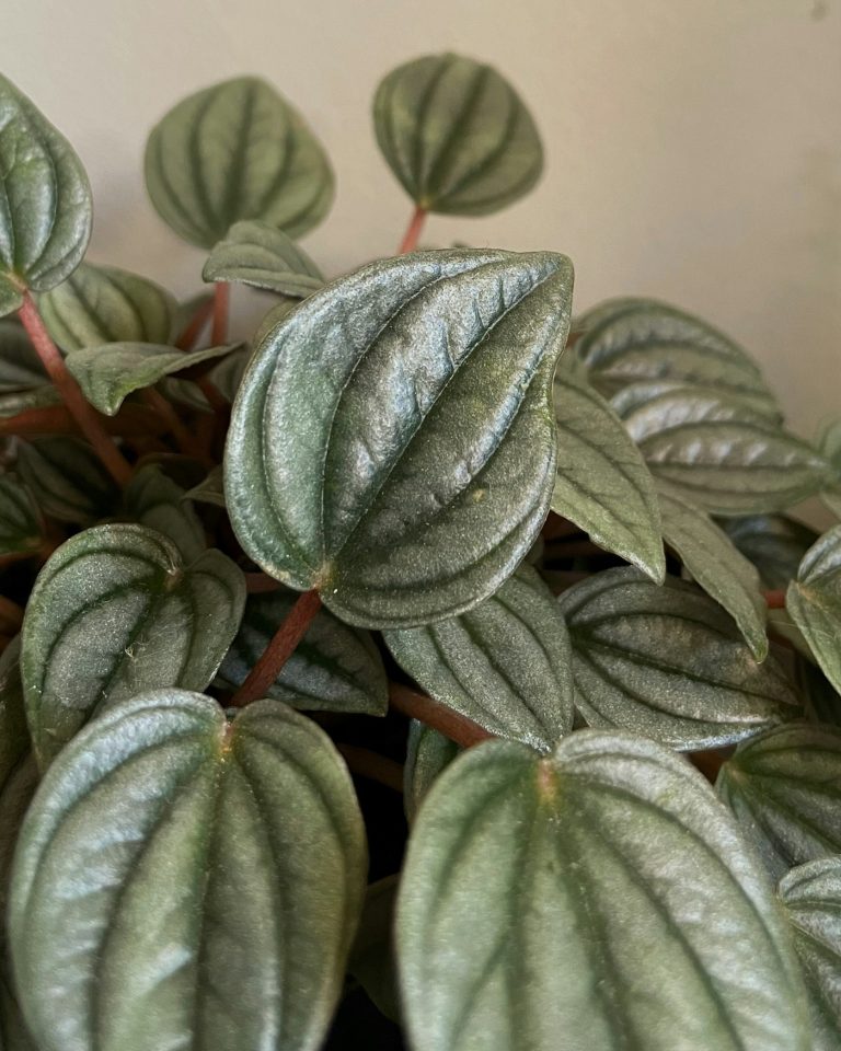 Watermelon peperomia with round striped leaves