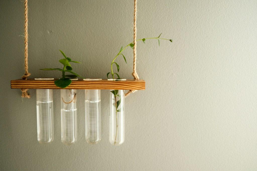 Wooden propagation station with cuttings in glass tubes