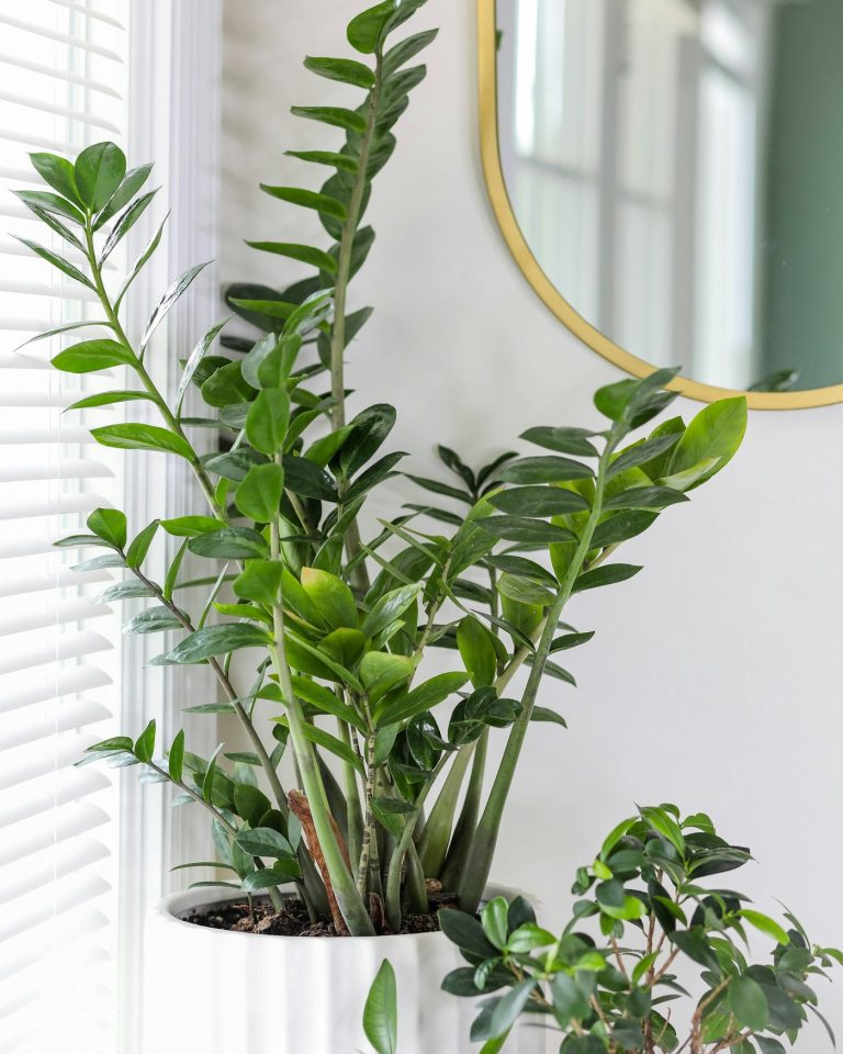 ZZ plant with glossy leaves near a window